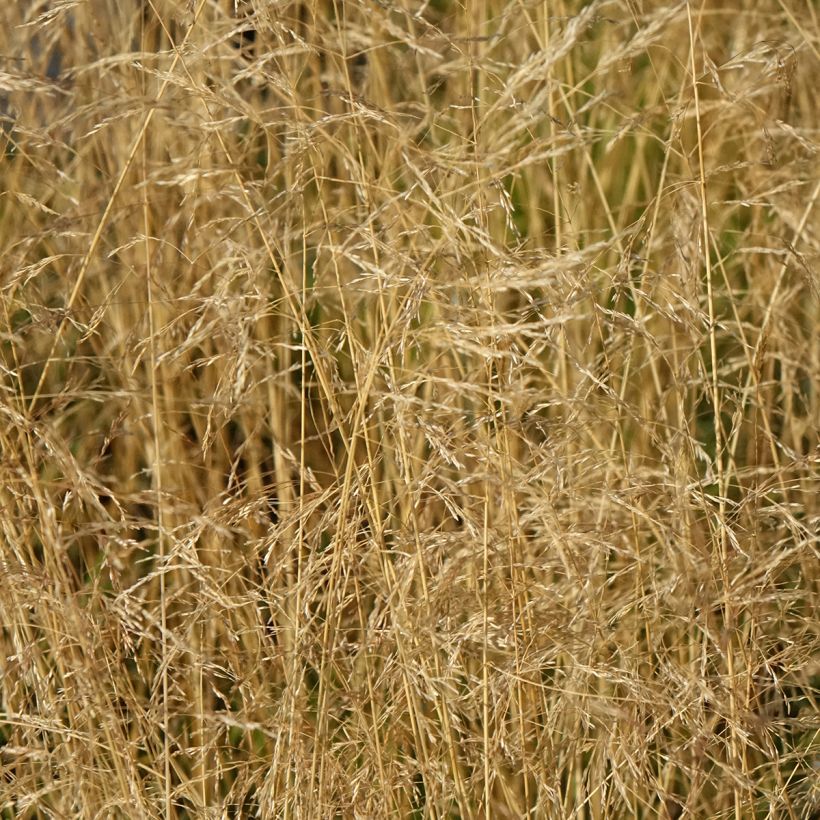 Rasen-Schmiele Vivipara - Deschampsia caespitosa (Flowering)