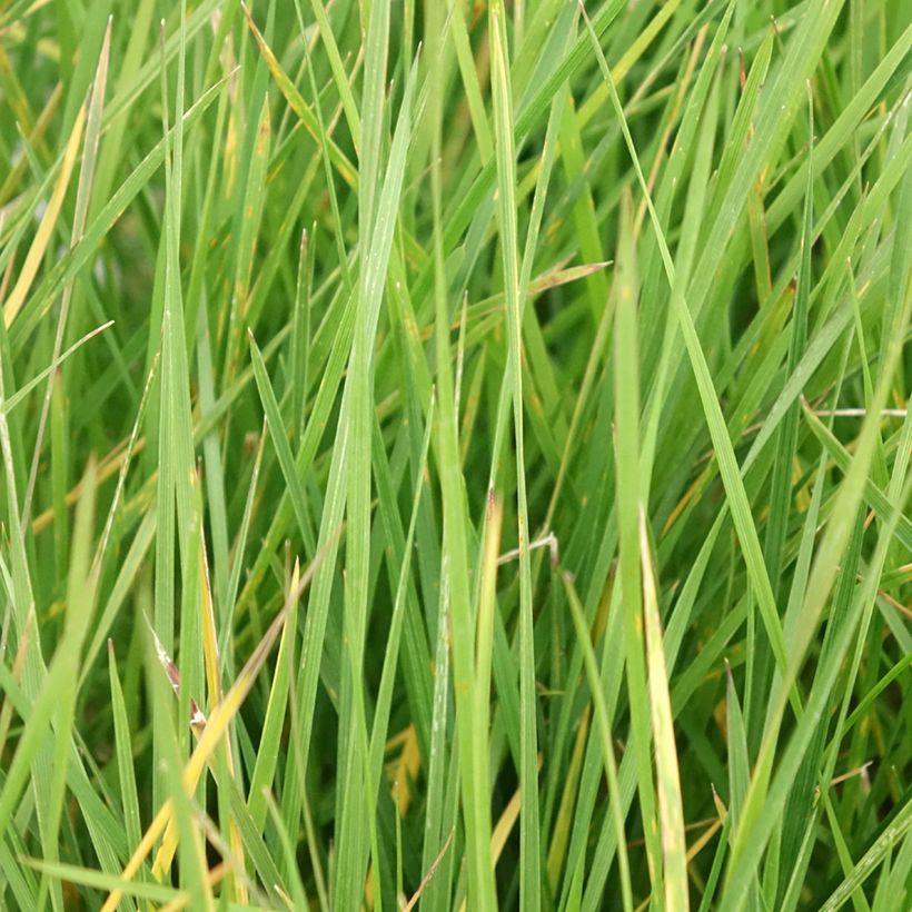 Rasen-Schmiele Vivipara - Deschampsia caespitosa (Foliage)