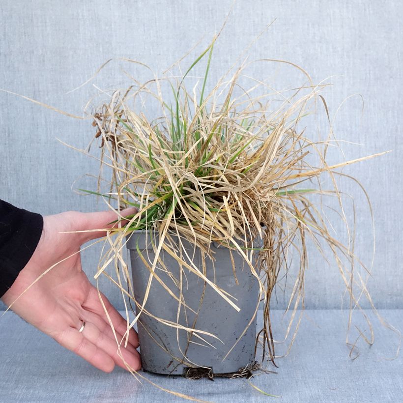 Example of Rasen-Schmiele Vivipara - Deschampsia caespitosa Topf mit 2L/3L as you get in hiver