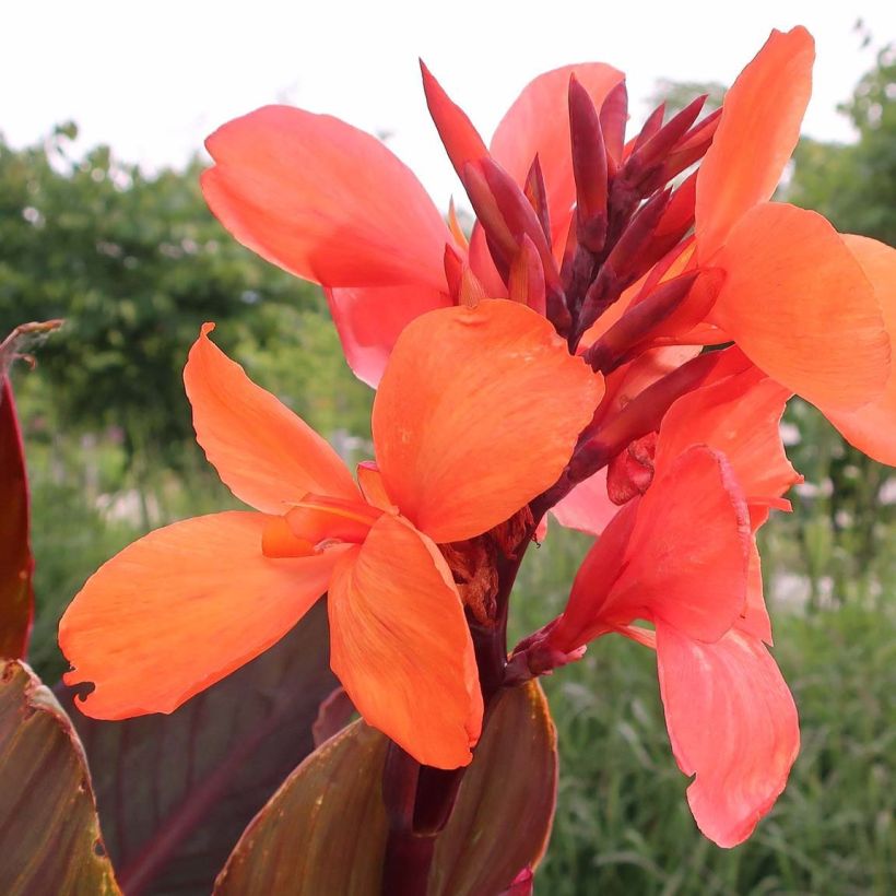 Blumenrohr Angelique - Canna indica (Flowering)