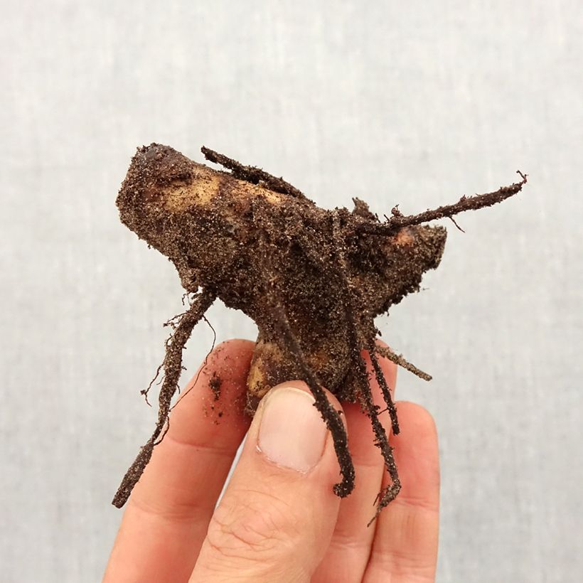 Example of Blumenrohr Angelique - Canna indica Zwiebel size I as you get in printemps