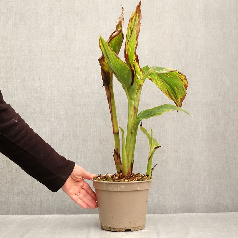 Exemplar von Canna Black Cleopatra - Balisier Pot de 4L/5L wie im Herbst geliefert