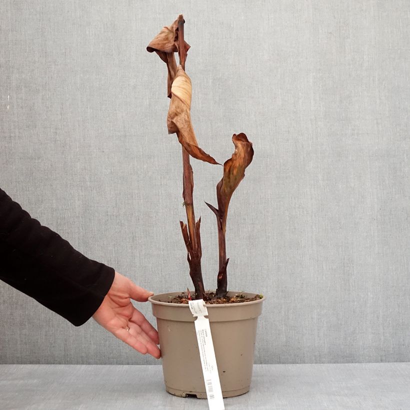 Example of Blumenrohr Black Cleopatra - Canna Topf mit 4L/5L as you get in hiver