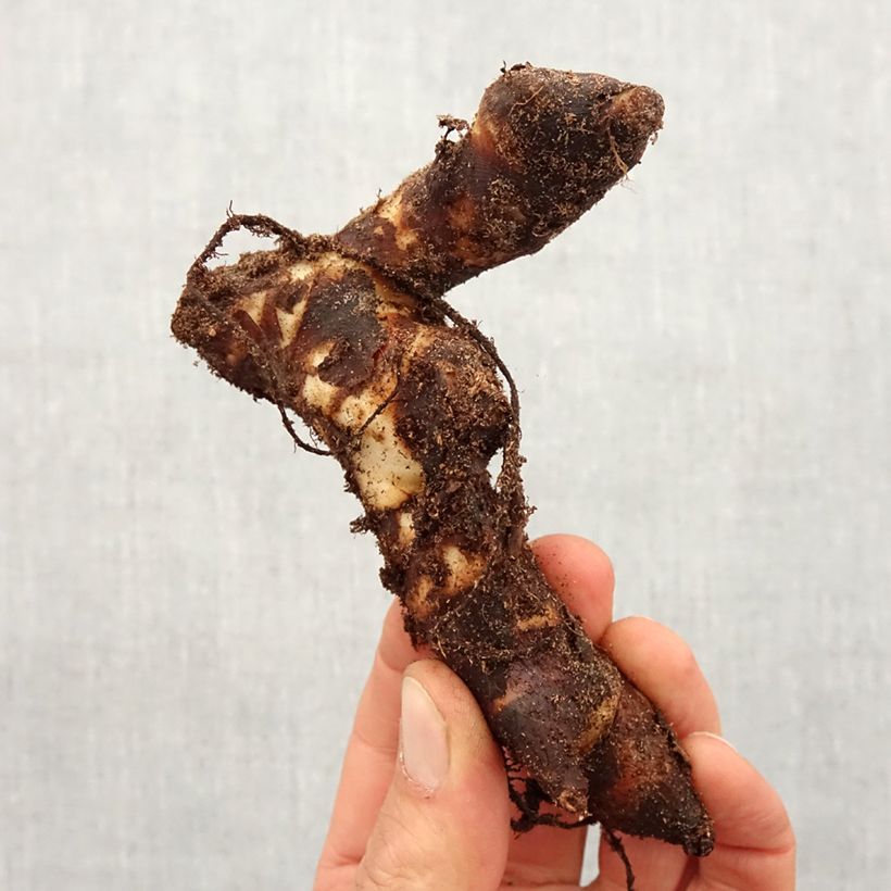 Example of Blumenrohr Brillant - Canna Zwiebel size I as you get in printemps