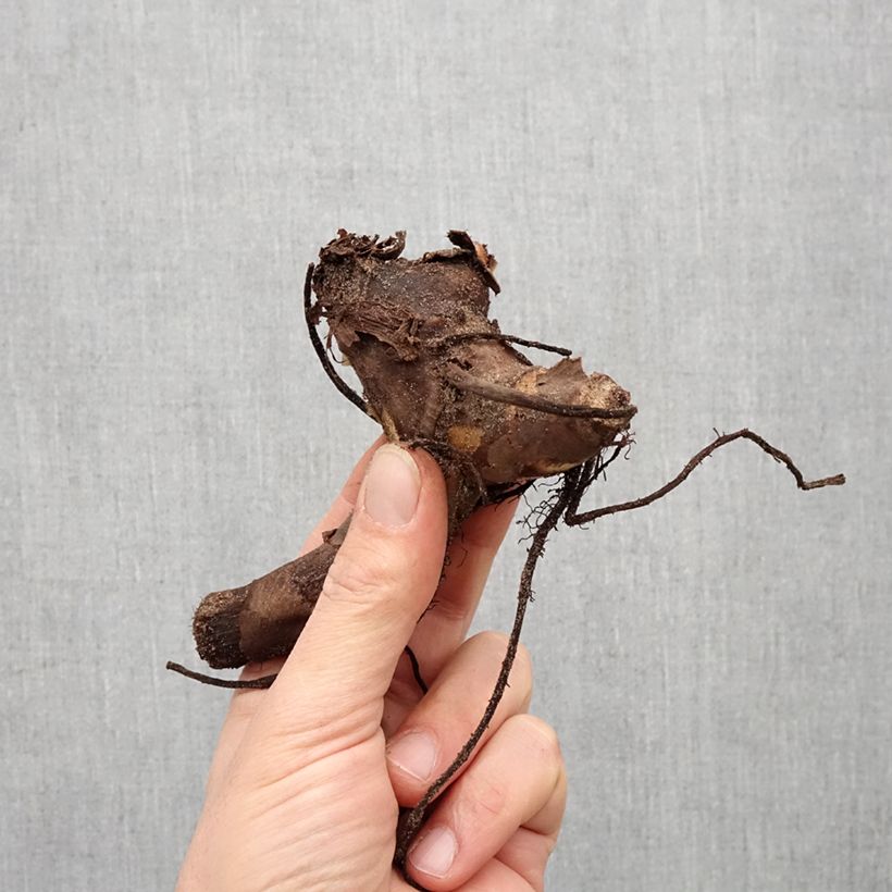 Example of Blumenrohr Confetti - Canna Zwiebel size I as you get in printemps