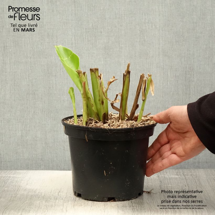 Exemplar von Canna edulis - Blumenrohr Topf mit 2L/3L wie im Frühjahr geliefert