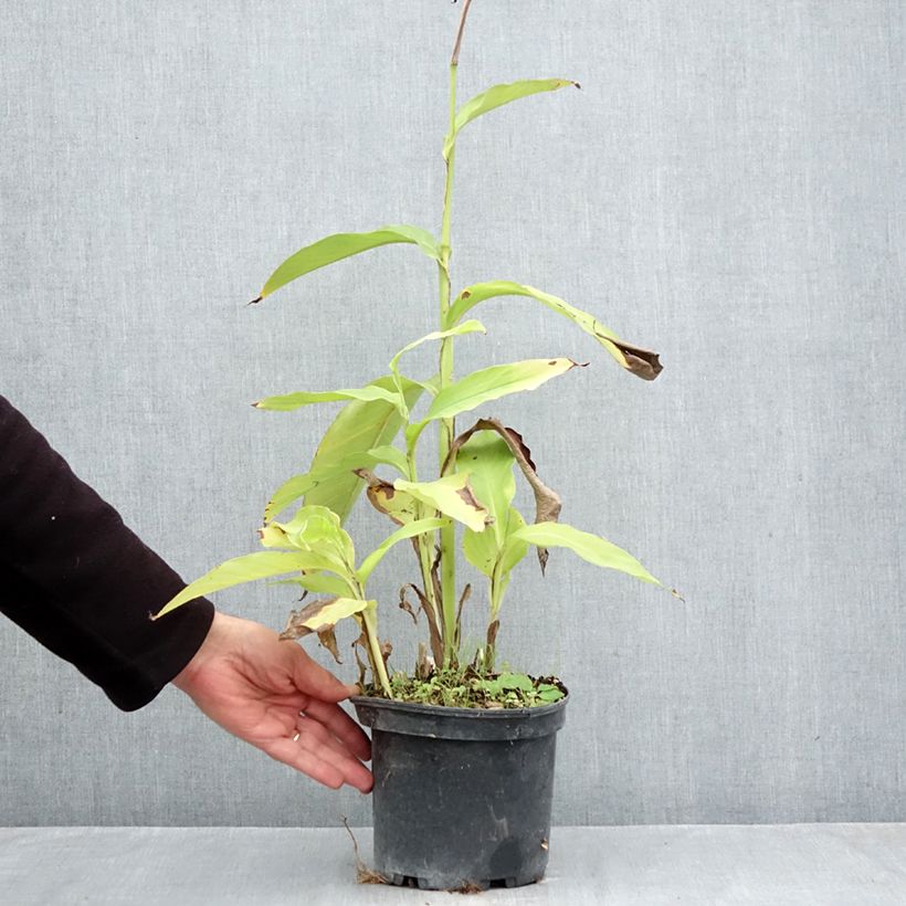 Exemplar von Canna edulis - Blumenrohr Topf mit 2L/3L wie im Herbst geliefert