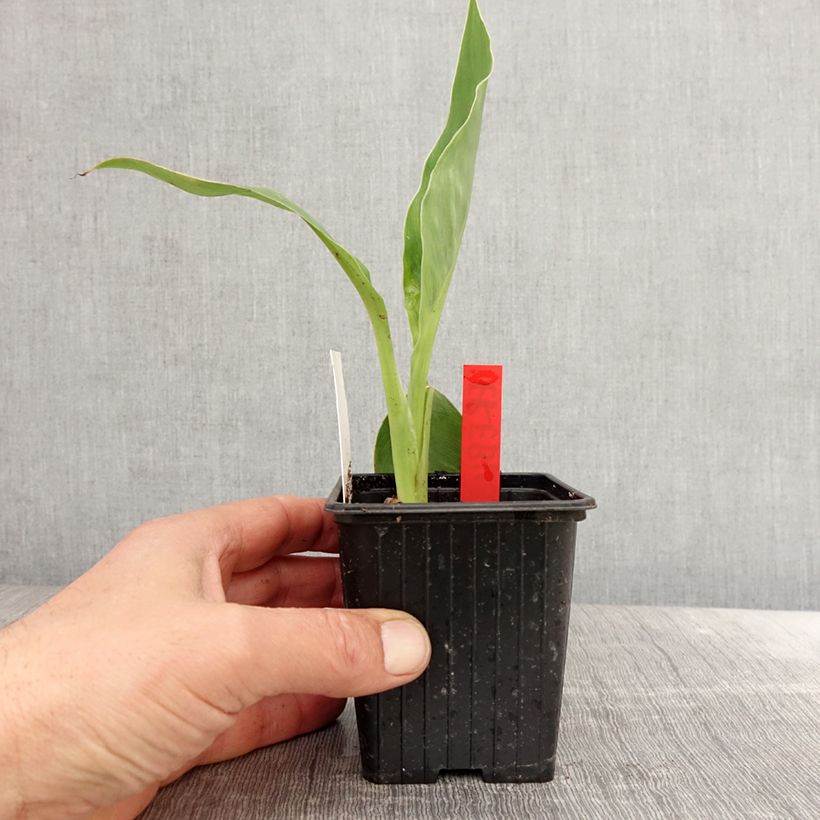 Example of Blumenrohr Erebus - Canna Kleine Töpfe von 8/9 cm as you get in printemps