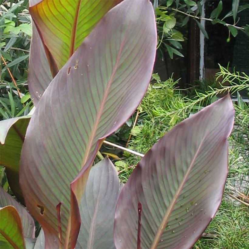 Blumenrohr Purpurea - Canna indica (Foliage)