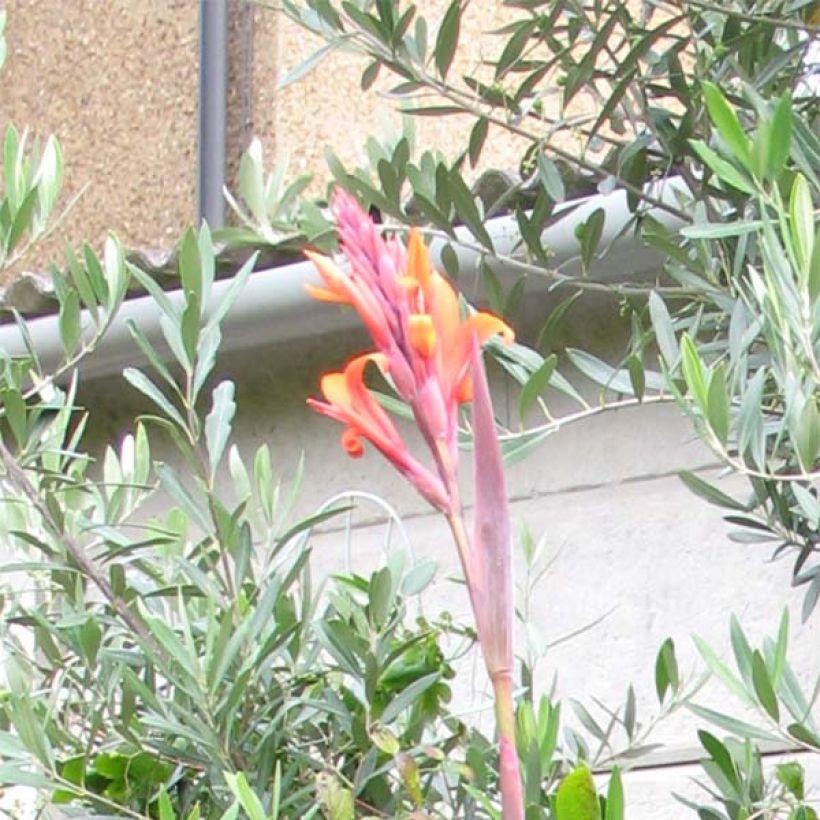 Blumenrohr Purpurea - Canna indica (Flowering)