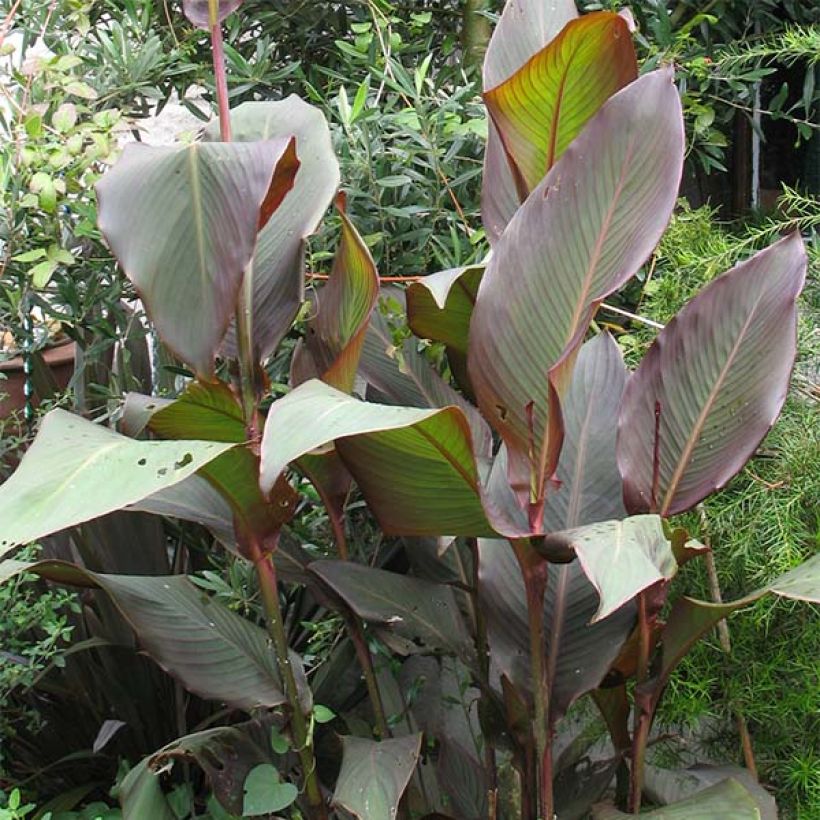 Blumenrohr Purpurea - Canna indica (Plant habit)