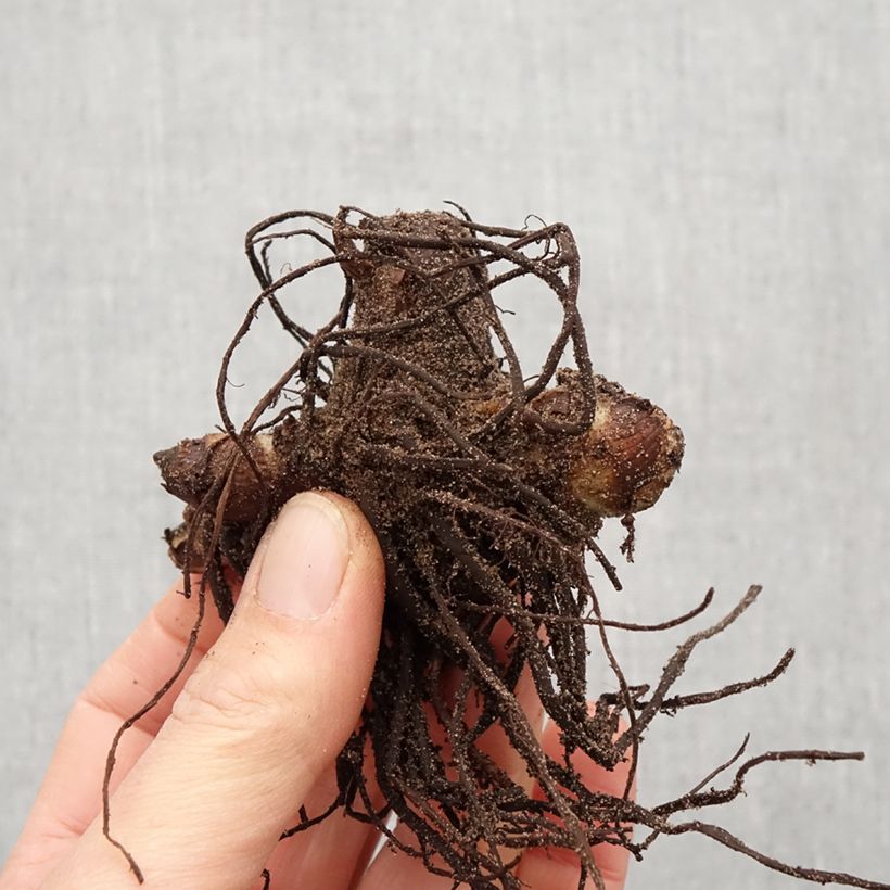 Example of Blumenrohr Purpurea - Canna indica Zwiebel size I as you get in printemps