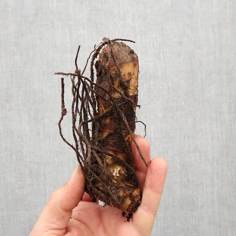 Example of Blumenrohr Lolita - Canna Zwiebel size I as you get in printemps