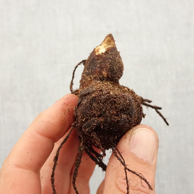 Example of Blumenrohr Lucifer - Canna Zwiebel size I as you get in printemps