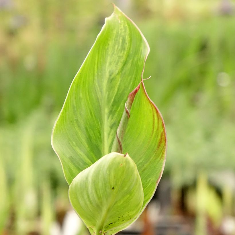 Blumenrohr Lucifer - Canna (Laub)