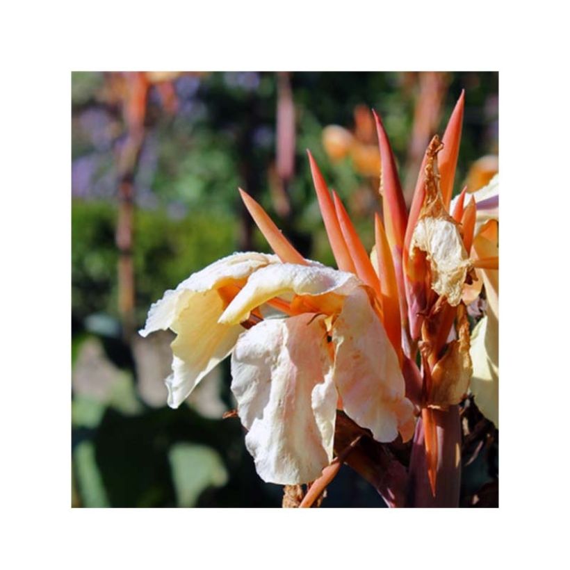 Blumenrohr Mme Angèle Martin - Canna (Flowering)