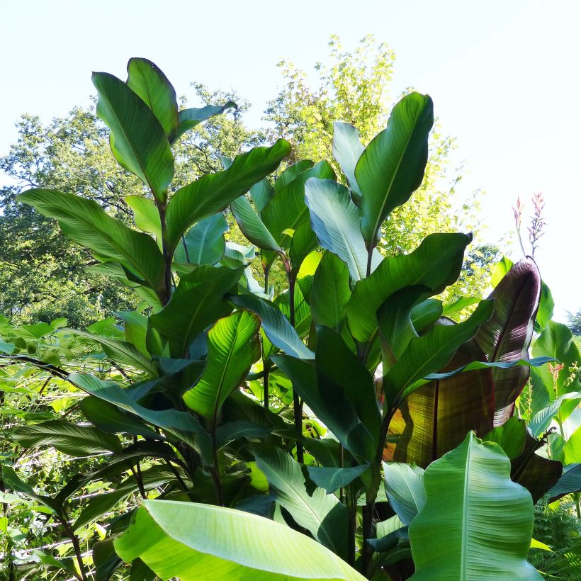 Blumenrohr Musaefolia - Canna (Plant habit)