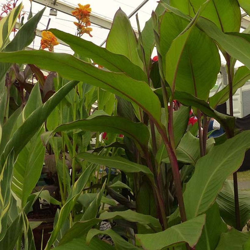 Blumenrohr Musaefolia - Canna (Foliage)