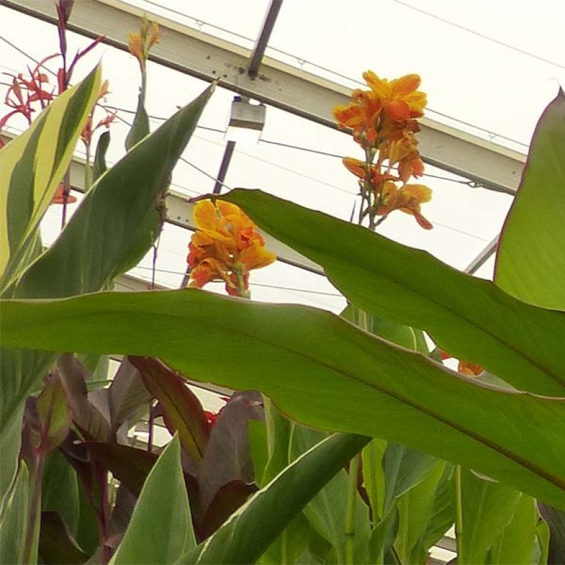 Blumenrohr Musaefolia - Canna (Flowering)