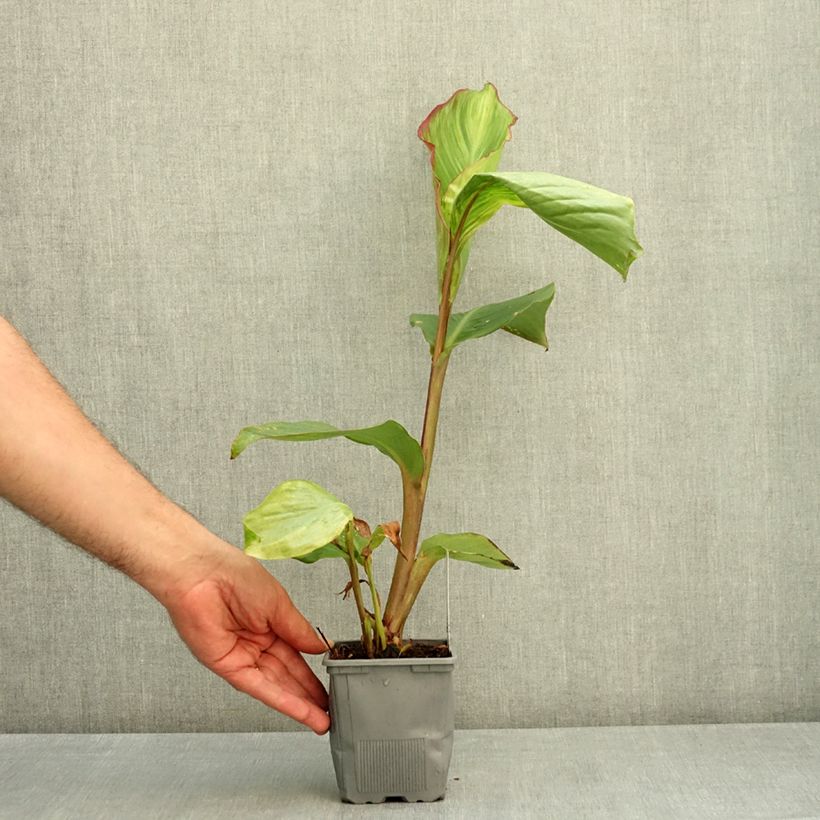 Exemplar von Blumenrohr Musaefolia - Canna Topf mit 1L/1,5L wie im Sommer geliefert