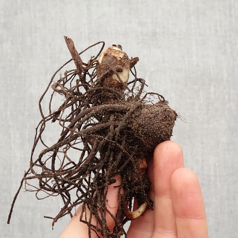 Example of Blumenrohr Petit Poucet - Canna Zwiebel size I as you get in printemps