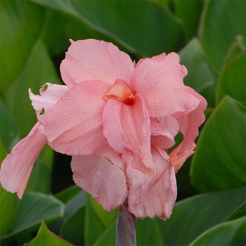 Blumenrohr Pink President - Canna indica (Flowering)