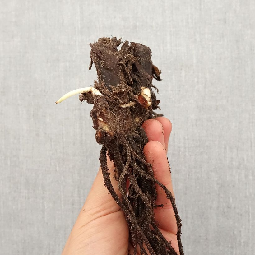 Example of Blumenrohr Queen Charlotte - Canna Zwiebel size I as you get in printemps