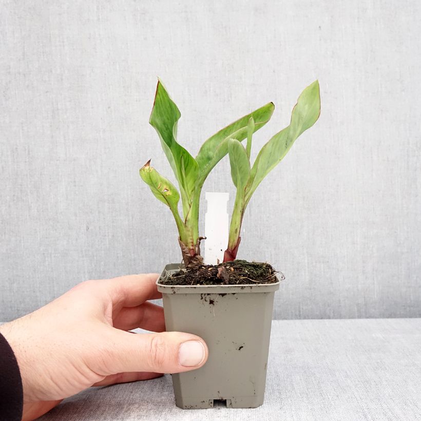 Exemplar von Blumenrohr Strasbourg - Canna Kleine Töpfe von 8/9 cm Kaliber/Größe I wie im Frühjahr geliefert
