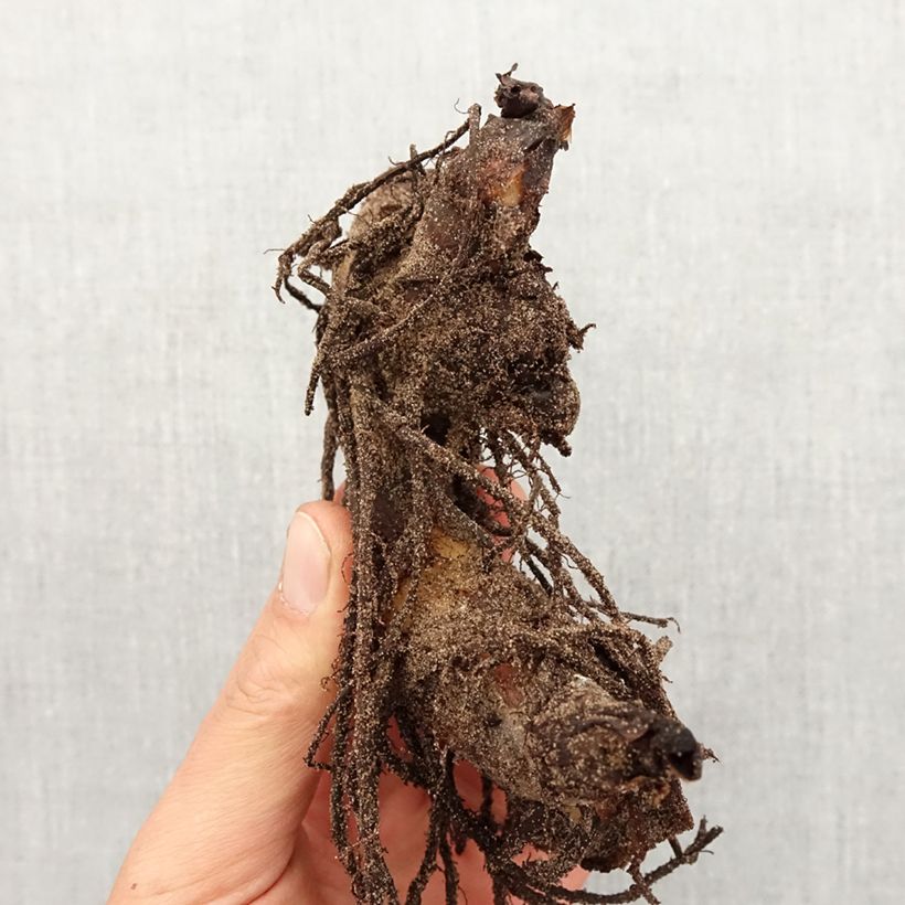 Example of Blumenrohr Striata - Canna Zwiebel size I as you get in printemps