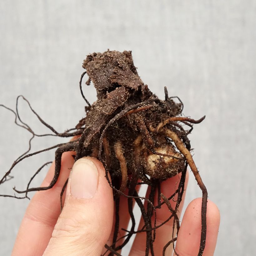 Example of Blumenrohr Talisman - Canna Zwiebel size I as you get in printemps