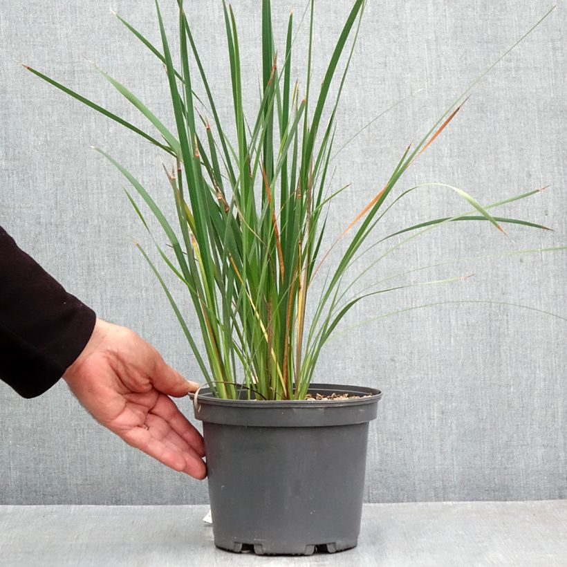 Exemplar von Dierama igneum - Trichterschwertel Topf mit 2L/3L wie im Herbst geliefert