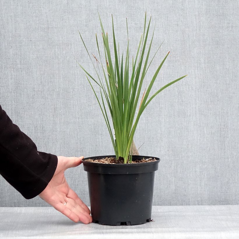 Example of Dierama igneum - Trichterschwertel Topf mit 2L/3L as you get in hiver