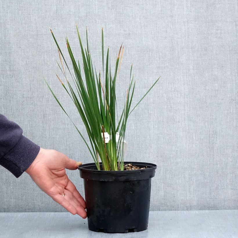 Exemplar von Dierama igneum - Trichterschwertel Topf mit 2L/3L wie im Frühjahr geliefert