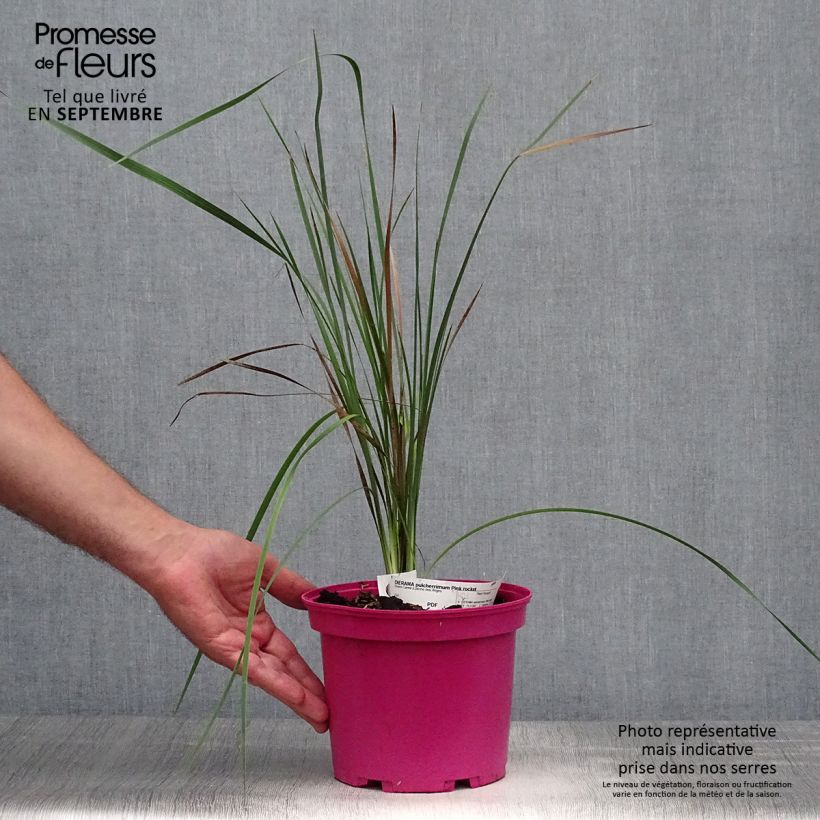 Example of Dierama Pink Rocket - Trichterschwertel Topf mit 2L/3L as you get in automne