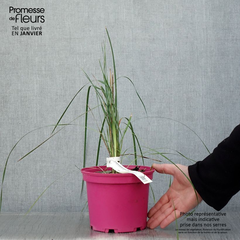 Exemplar von Dierama Pink Rocket - Trichterschwertel Topf mit 2L/3L wie im Winter geliefert