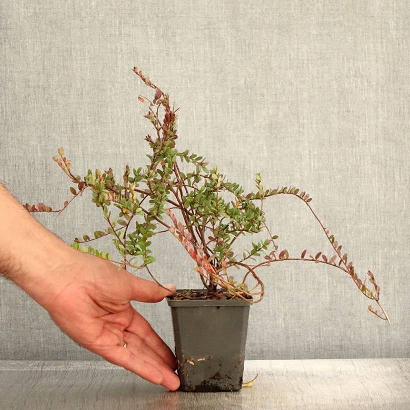 Example of Cranberry Pilgrim - Vaccinium macrocarpon Kleine Töpfe von 8/9 cm as you get in automne