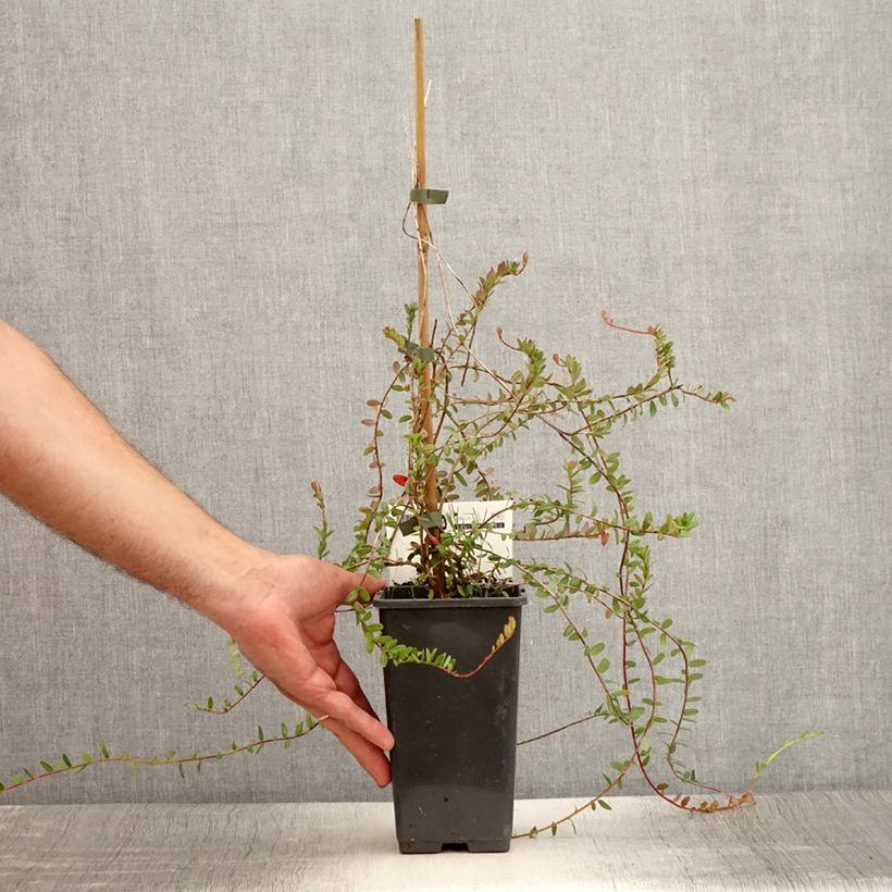 Exemplar von Cranberry Pilgrim - Vaccinium macrocarpon Kleine Töpfe von 8/9 cm wie im Sommer geliefert