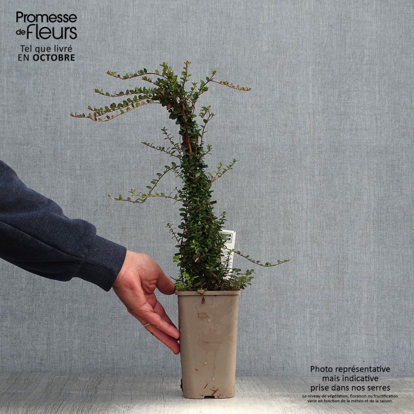 Example of Vaccinium macrocarpon - Cranberry Topf mit 1,5L/2L, Strauch as you get in automne