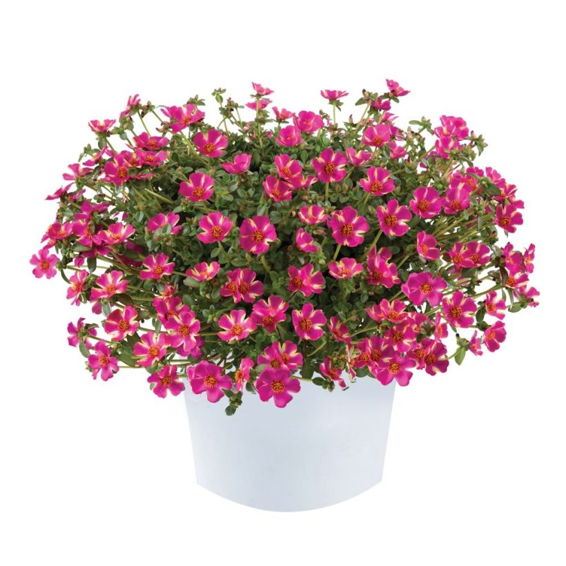 Portulak Campino Twist Pink - Portulaca (Hafen)