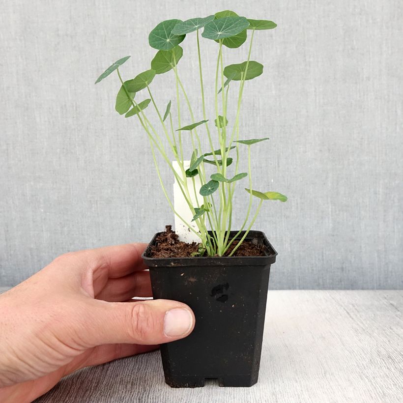 Example of Tropaeolum minus Baby Rose - Kleine Kapuzinerkresse Kleine Töpfe von 8/9 cm as you get in printemps
