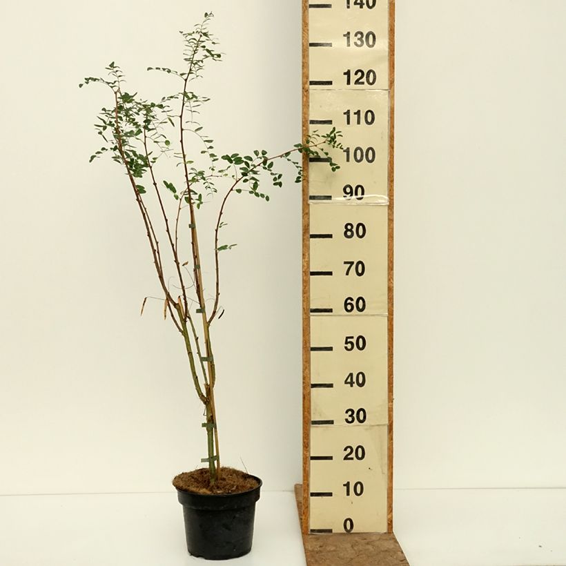 Exemplar von Caragana arborescens Lutescens - Erbsenstrauch Topf mit 4L/5L, Stamm wie im Herbst geliefert