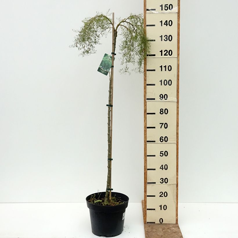 Exemplar von Caragana arborescens Walker - Erbsenstrauch Topf mit 7,5L/10L, Hochstamm wie im Sommer geliefert