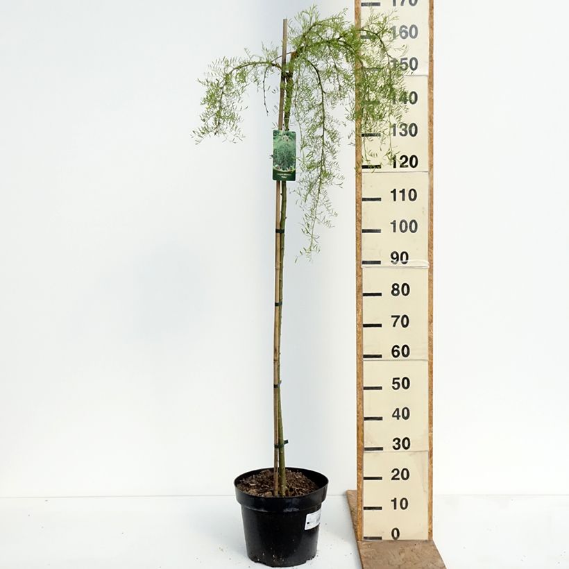 Exemplar von Caragana arborescens Walker - Erbsenstrauch Topf mit 7,5L/10L, Hochstamm wie im Frühjahr geliefert
