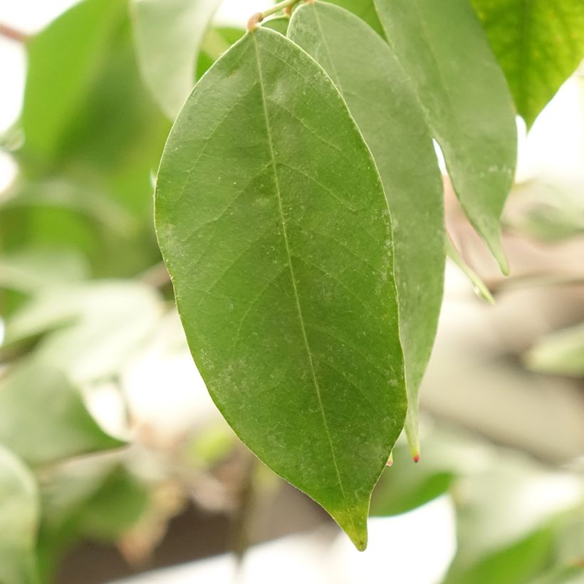Sternfrucht Arkin - Averrhoa carambola (Foliage)