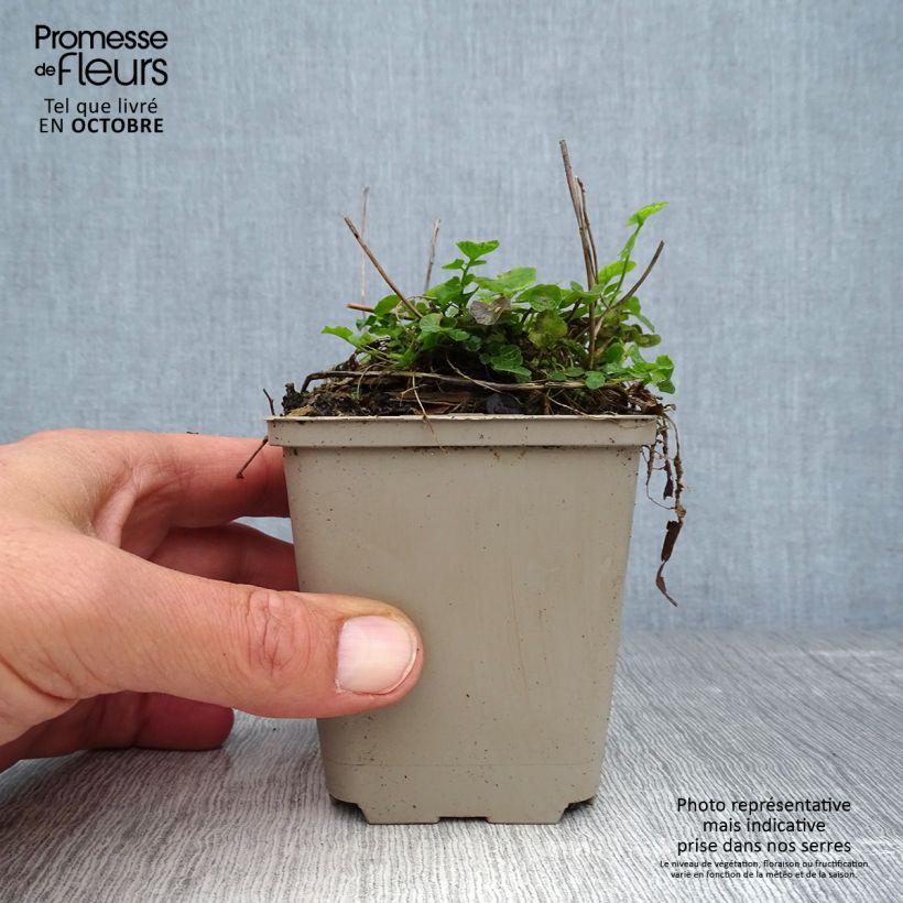 Example of Cardamine pratensis - Wiesen-Schaumkraut Kleine Töpfe von 8/9 cm as you get in automne