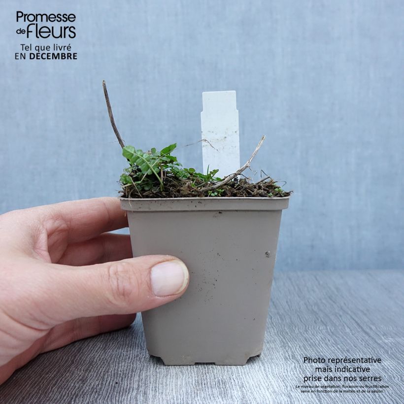 Example of Cardamine pratensis Flore Pleno - Wiesen-Schaumkraut Kleine Töpfe von 8/9 cm as you get in automne