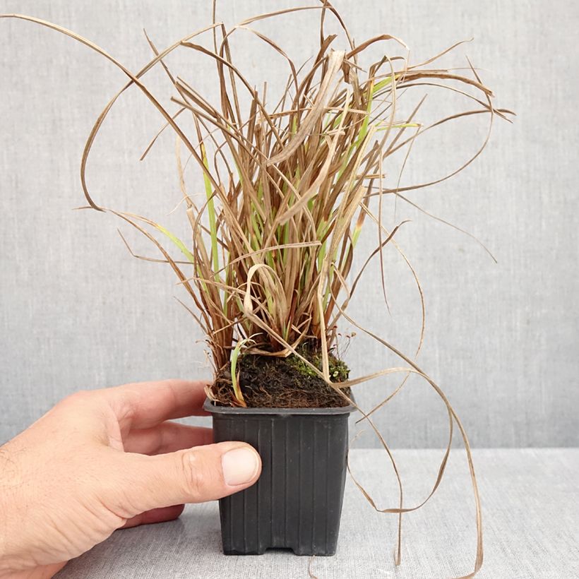 Exemplar von Carex acuta - Schlanke Segge Kleine Töpfe von 8/9 cm wie im Herbst geliefert
