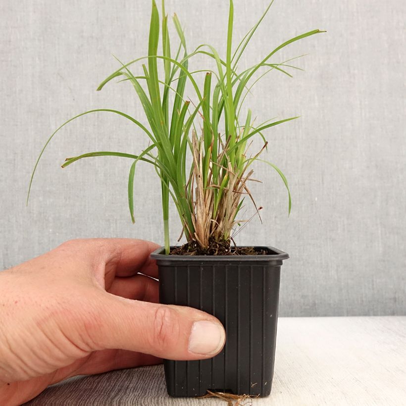 Example of Carex acuta - Schlanke Segge Kleine Töpfe von 8/9 cm as you get in printemps