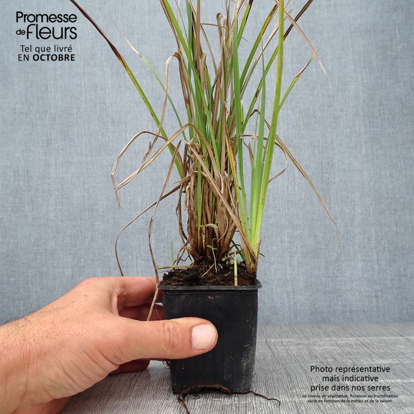 Example of Carex acutiformis - Sumpf-Segge Kleine Töpfe von 8/9 cm as you get in automne