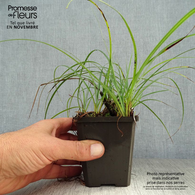 Example of Carex atrata - Schwarze Segge Kleine Töpfe von 8/9 cm as you get in automne